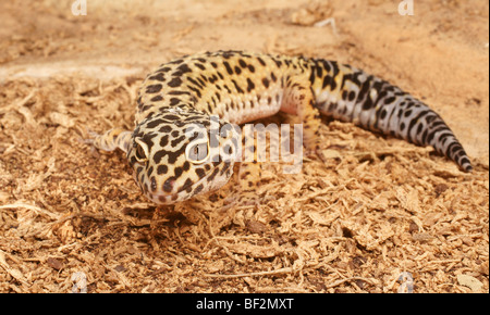 Leopardgecko (Eublepharis Macularius) Stockfoto