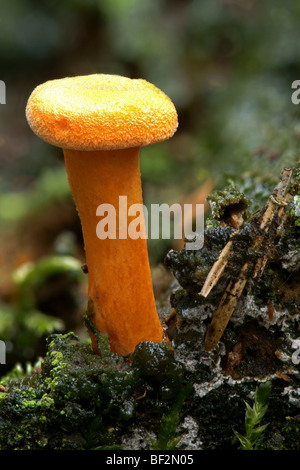 Falscher Pfifferling (Hygrophoropsis Aurantiaca) Stockfoto