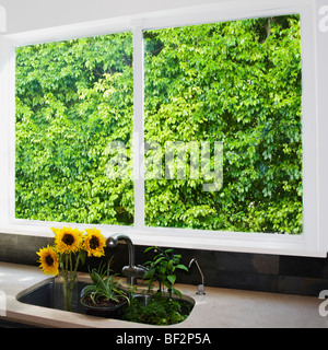 Topfpflanzen in einer Küchenspüle Stockfoto