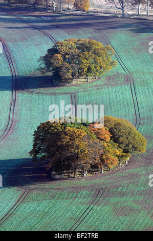 Luftaufnahme des Herbst Bäume in einem Feld. Stockfoto