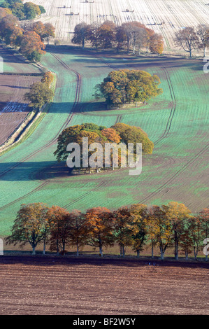 Luftaufnahme des Herbst Bäume in einem Feld. Stockfoto