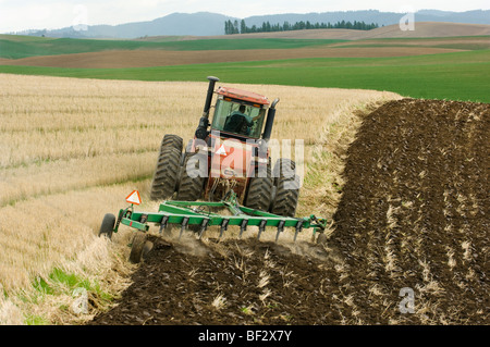 Ein Traktor zieht einen Meißel Pflug in einem Feld von Weizen Stoppeln bereitet das Feld für die nächste Pflanzung eine Ernte von Kichererbsen. Stockfoto