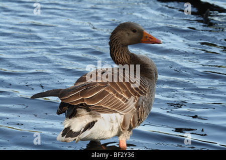 Erwachsene Graugans (Anser Anser) stehen im Teich in Richmond-upon-Thames, Surrey, Vereinigtes Königreich. Stockfoto