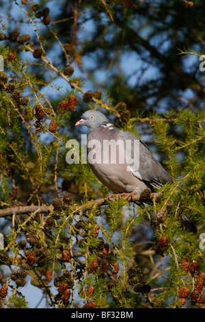 Ringeltaube Columba Palumbus in Lärche Baum Stockfoto