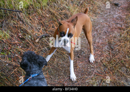 Boxer und Schnoodle Hund treffen auf einen Pfad. Stockfoto