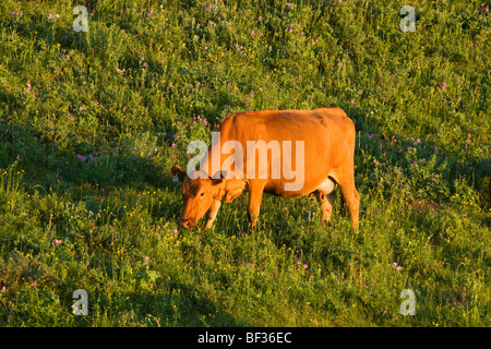 Vieh - rot Angus Kuh Weiden an den Hängen des grünen Weide bei Sonnenaufgang / Alberta, Kanada. Stockfoto