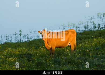 Vieh - rot Angus Kuh auf einer Weide reich bewachsenen Hang stehend bei Sonnenaufgang / Alberta, Kanada. Stockfoto