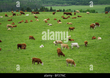 Tiere - Gemischte Rassen junge Rindfleisch Kühe grasen und ruht auf einer grünen Weide / Alberta, Kanada. Stockfoto