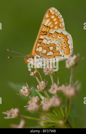 Marsh Fritillary (Etikett Aurinia) Stockfoto