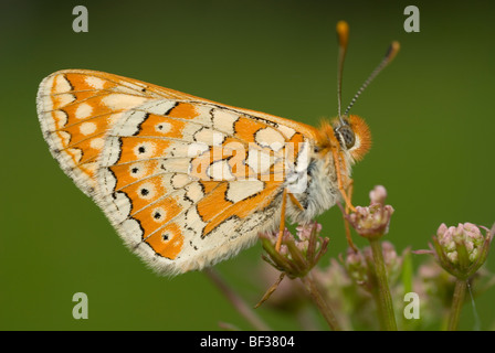 Marsh Fritillary (Etikett Aurinia) Stockfoto