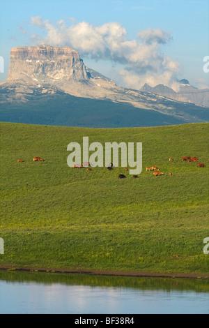 Mischlingshund Kühe und Kälber Weiden auf einer grünen Ausläufer Weide mit den kanadischen Rocky Mountains im Hintergrund / Alberta, Kanada. Stockfoto