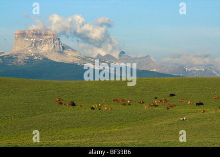 Mischlingshund Kühe und Kälber Weiden auf einer grünen Ausläufer Weide mit den kanadischen Rocky Mountains im Hintergrund / Alberta, Kanada. Stockfoto