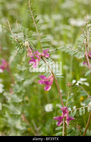 Ungarische oder pannonischen Wicke Vicia Pannonica in Blüte, Parnass, Griechenland. Stockfoto