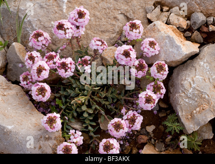 Verbrannte Schleifenblume Aethionema saxatile blüht auf Kalkstein, Parnass, Griechenland. Stockfoto