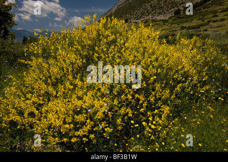 Spanische Ginster Spartium Junceum in Blüte in Delphi, Griechenland. Stockfoto