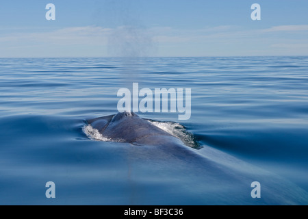 Blauwal (Balaenoptera Musculus) weht an der Oberfläche. Stockfoto