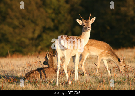 Hirsche im Richmond Park in London Herbst Stockfoto