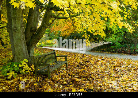 Ahornbaum und Bank. Herbstliche Bäume mit herbstlichen Farbe zündeten Arboretum in den Cotswolds, Gloucestershire, England. Stockfoto