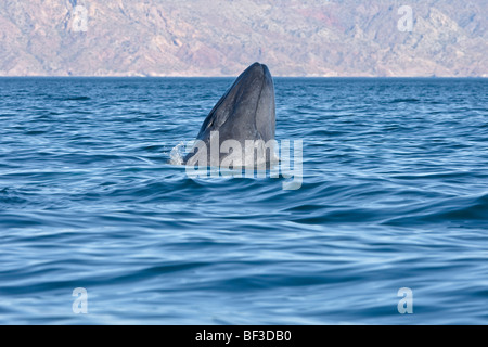 Blauwal (Balaenoptera Musculus), junge falsch. Stockfoto