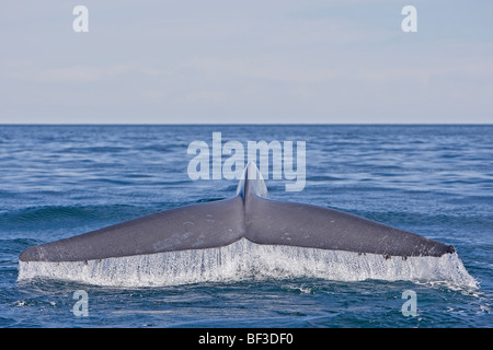 Blauwal (Balaenoptera Musculus), wegzuwerfen. Stockfoto