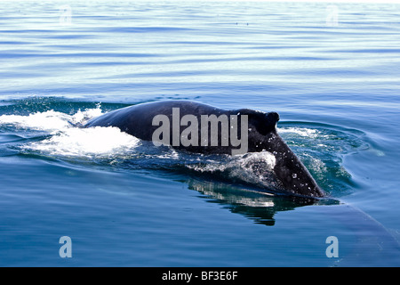 Buckelwal (Impressionen Novaeangliae), an der Oberfläche schwimmen. Stockfoto