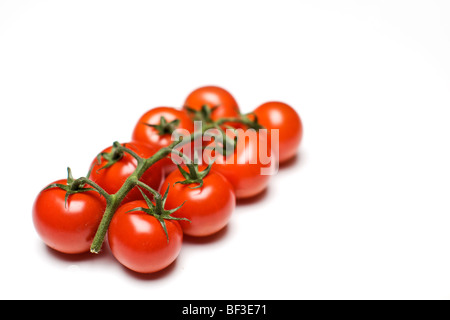 Tomaten auf die Weinrebe vor einem weißen Hintergrund Stockfoto
