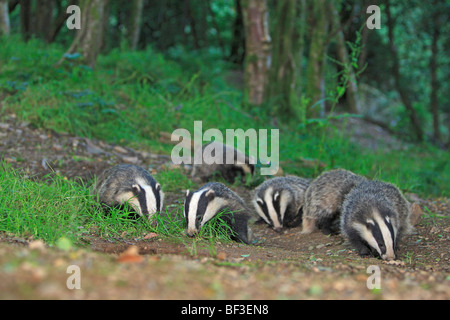 Europäischer Dachs (Meles Meles). Familie in einem Wald auf Futtersuche. Stockfoto
