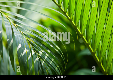 Palmblätter in einem tropischen Garten Stockfoto