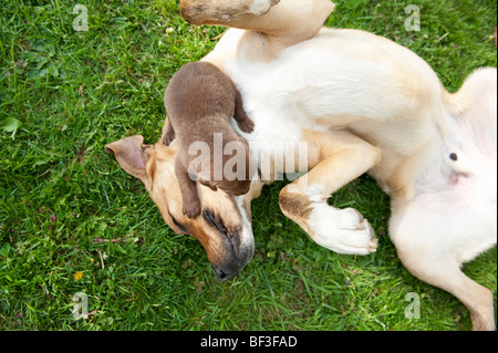 Spielen mit Erwachsenen Hund Welpen Stockfoto