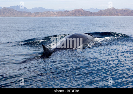 Finnwal, Finnwale Wal, gemeinsame Rorqual (Balaenoptera Physalus) an der Oberfläche schwimmen. Stockfoto