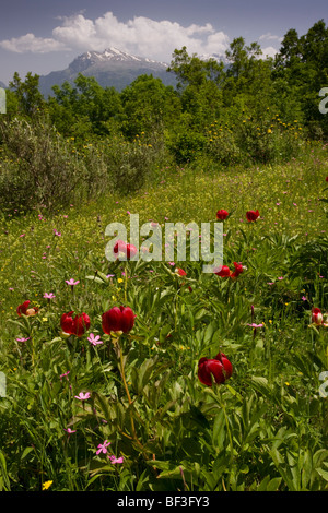 Eine rote Paeony Paeonia Peregrina in Rodungen in der Nähe von Bourazani, Nord-Griechenland. Stockfoto