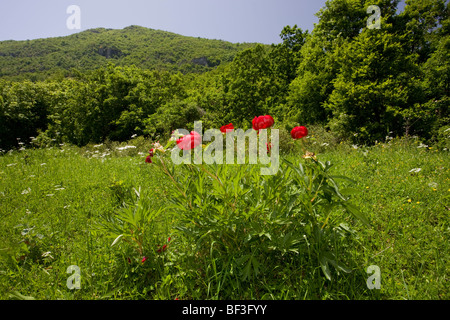 Eine rote Paeony Paeonia Peregrina in Rodungen in der Nähe von Bourazani, Nord-Griechenland. Stockfoto