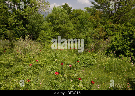 Eine rote Paeony Paeonia Peregrina in Rodungen in der Nähe von Bourazani, Nord-Griechenland. Stockfoto