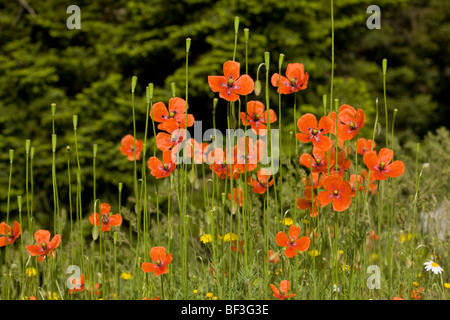 Long-headed Mohn Papaver Dubium, in Blüte und Frucht; Griechenland. Stockfoto