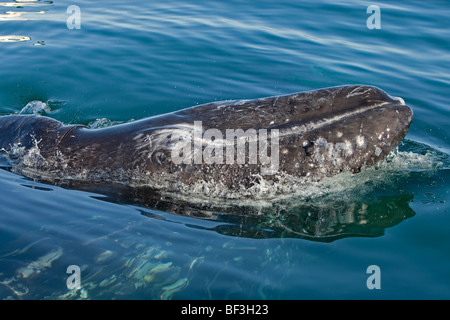 Grauwal, grau Wal (Eschrichtius Robustus, Eschrichtius Gibbosus). Kalb mit Kopf über Wasser angehoben. Stockfoto