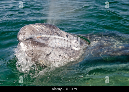 Grauwal, grau Wal (Eschrichtius Robustus, Eschrichtius Gibbosus) Blick aus das Meer beim Ausatmen. Stockfoto