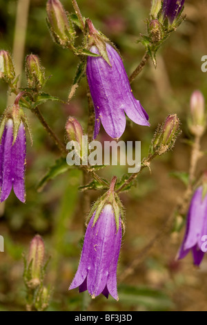 Sibirische Glockenblume, Campanula Sibirica; Stockfoto