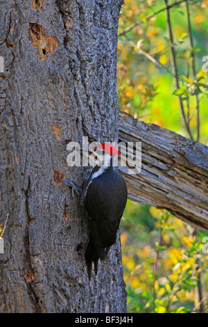 Helmspecht (Dryocopus Pileatus) Suche nach Insekten unter der Rinde eines Baumes. Stockfoto