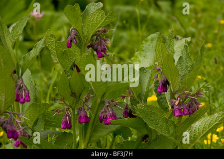 Gemeinsamen Beinwell, lila Form; Symphytum officinale Stockfoto