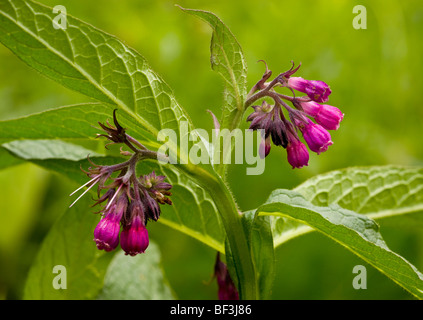 Gemeinsamen Beinwell, lila Form; Symphytum officinale Stockfoto