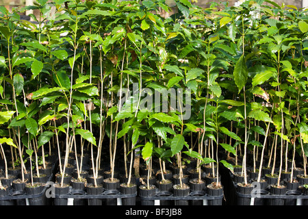 Landwirtschaft - Kona Kaffee Sämlinge in einer Gärtnerei vor wird im Feld verpflanzt / Hawaii, USA. Stockfoto