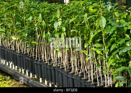 Landwirtschaft - Kona Kaffee Sämlinge in einer Gärtnerei vor wird im Feld verpflanzt / Hawaii, USA. Stockfoto