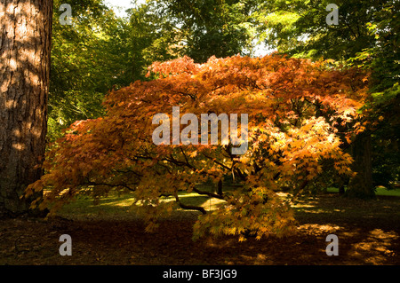 Herbstliche Acers Westonbirt Arboretum Stockfoto