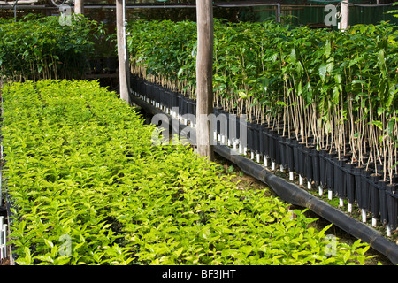 Landwirtschaft - Kona Kaffee Sämlinge in einer Gärtnerei vor wird im Feld verpflanzt / Hawaii, USA. Stockfoto