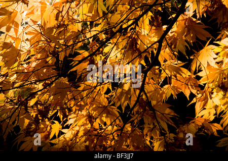 Herbstliche Blätter ein Acer palmatum Stockfoto