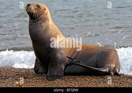 Südlichen Seelöwe (Otaria Flavescens, Otaria Byronia). Erwachsenes Weibchen an einem Strand. Halbinsel Valdés, Argentinien. Stockfoto