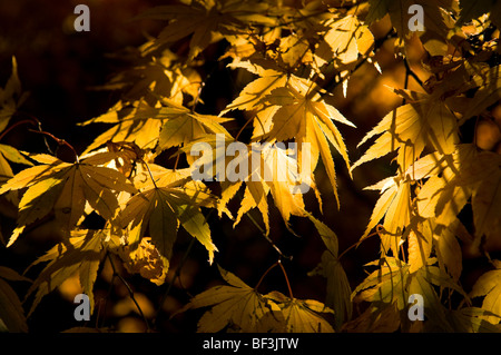 Herbstliche Blätter ein Acer palmatum Stockfoto