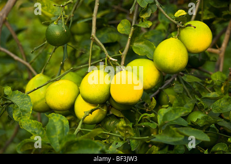 Landwirtschaft - Meyer Zitronen am Baum Reifen / Kona, Hawaii, USA. Stockfoto