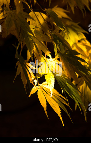 Herbstliche Blätter ein Acer palmatum Stockfoto