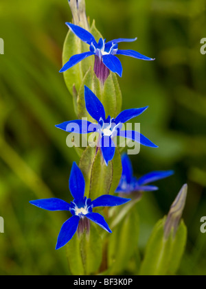 Blase Enzian Gentiana Utriculosa in Blüte Stockfoto